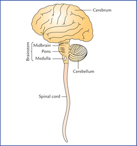 The nervous system is made up of millions and millions of neurons (say: Central nervous system: an overview | Neupsy Key