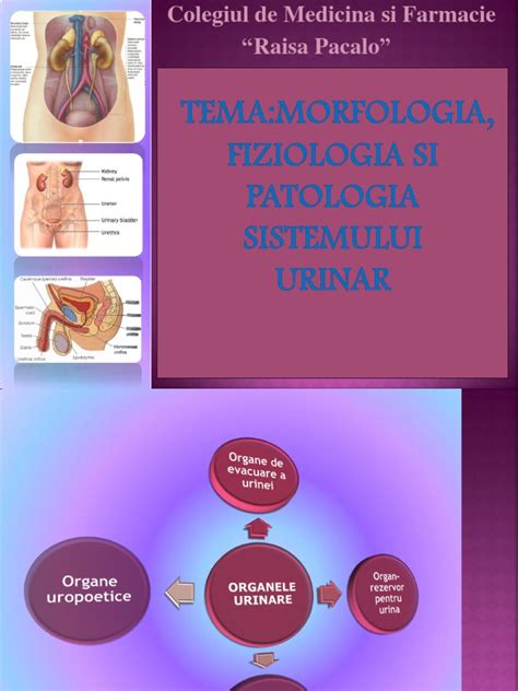 Ppt Anatomia Si Fiziologia Albinei Powerpoint Presentation Free My