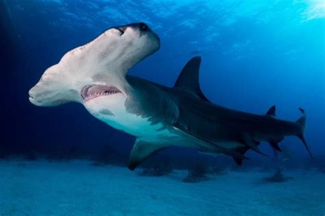 Great Hammerhead Shark Sphyrna Mokarran Deep Sea Creatures Sea Creatures Big Animals