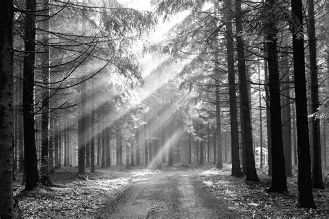 Download Free Black And White Forest Wallpaper