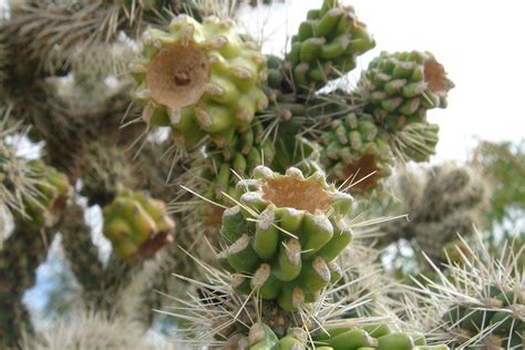 Cactus In Tucson Az Free Photo Download Freeimages