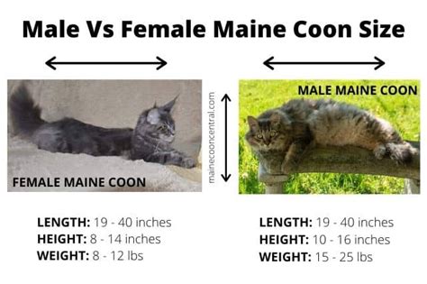 Maine Coon Cats Size What Size Is A Maine Coon To A Normal Cat