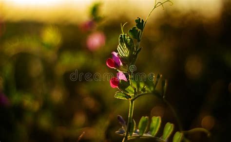 Natural Background Pink Field Pea Flower In The Rays Of The Setting