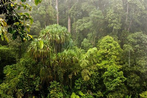Beautiful Pristine Rainforest In Sumatra Please Help Rainforest