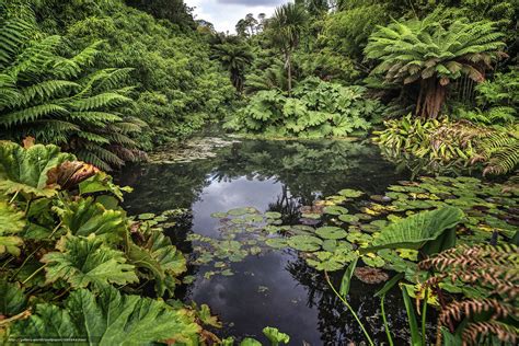 Download Wallpaper Pond Trees Forest Plants Free Desktop Wallpaper