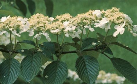 The flowers themselves come in three major types: Viburnums are Versatile Shrubs - FineGardening