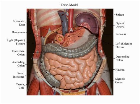 Labeled Human Torso Model Diagram Posteriorabdominalwallmodel Learn