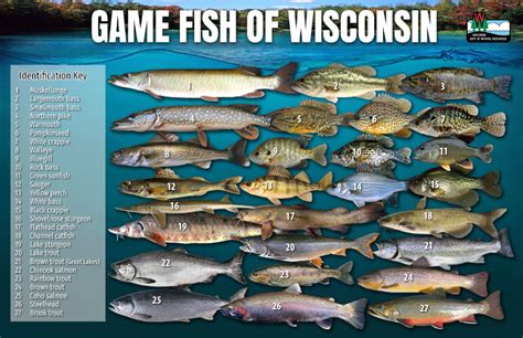 Game Fish Of Wisconsin Poster Fishing Wisconsin Wisconsin Dnr