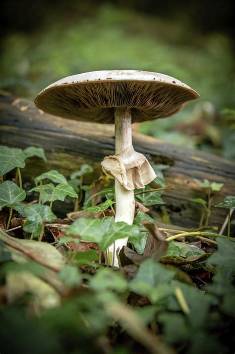 Mushroom Photograph By Svetlana Sewell Fine Art America