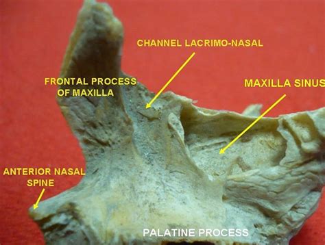 Lacrimal Bone The Definitive Guide Biology Dictionary