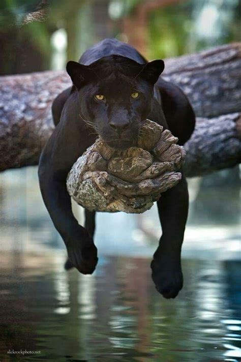 pantera negra | Cute animals, Animals beautiful, Animal ...