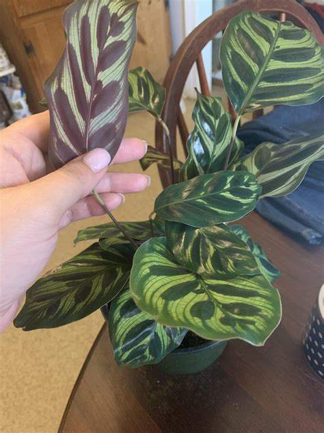 thought-it-was-a-maranta-plant-whatsthisplant
