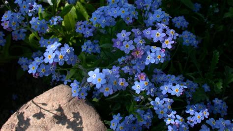 Download Blue Flower Flower Nature Forget Me Not Forget Me Not Hd Wallpaper