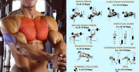Chest And Triceps Superset Workout Muscles To Grow Bigger