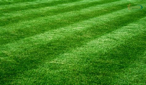 Different Types Of Zoysia Grasses Which Is The Right For Your Lawn
