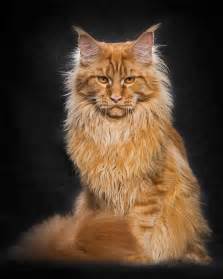 14 Incredible Portraits Of Maine Coon Cats You Need To See