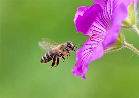 Honey Bee On Flower Stock Photos Pictures And Royalty Free Images Istock