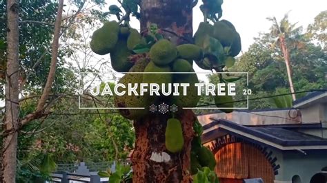 Jackfruit Tree Youtube
