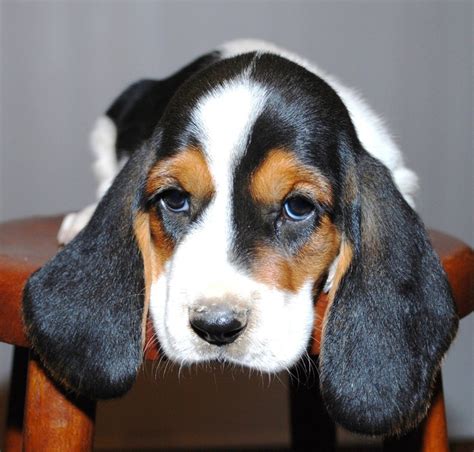 Their mournful eyes, droopy leathers, domed head, drooling flews, and dwarf legs add to the basset's clownish demeanor. Cute Basset Hound Puppy | neat photos | Pinterest | Puppys ...