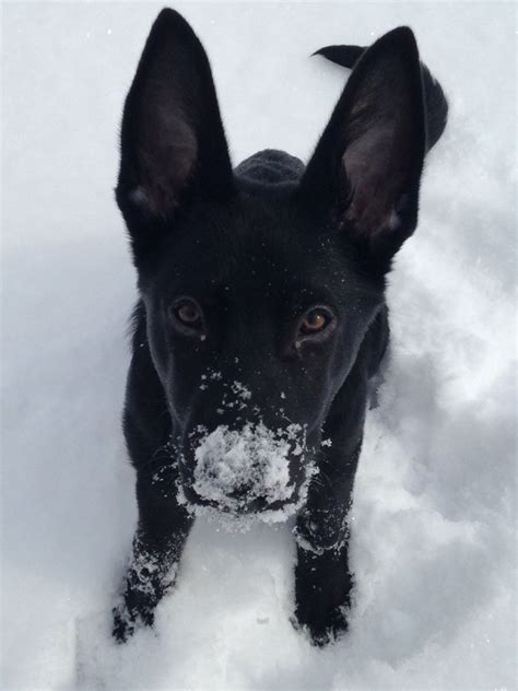 Recklessly Black German Shepherd In Snow