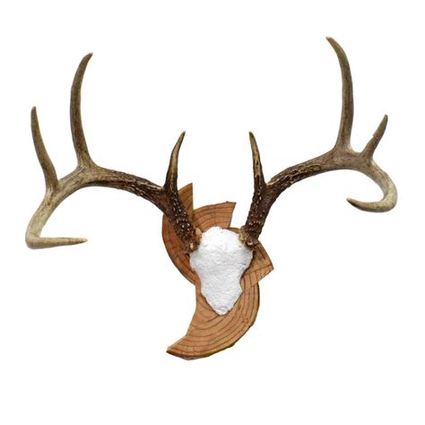 Whitetail Deer Antlers 4x4 Taxidermy Mounts For Sale And Taxidermy