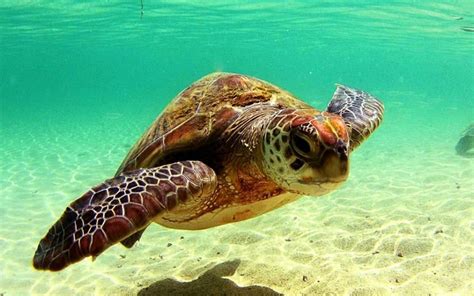 Sea Turtle Wallpaper Turtle Wallpaper Sea Turtle Pictures