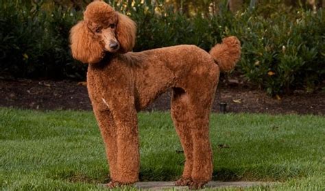 A volume that groups like standards together; Types of Red Poodles Available in Puppy Market - Red ...