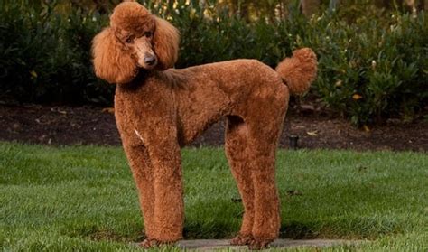 Normă sau ansamblu de norme care reglementează calitatea, caracteristicile (caracteristic), forma etc. Types of Red Poodles Available in Puppy Market - Red ...