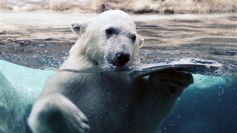 Polar Bear At Zoo Full Hd Desktop Wallpapers 1080p