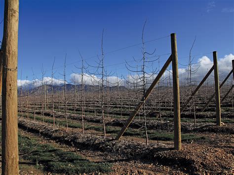Ontario apple growers, october 2015. Best fresh - Mejor fresco!: A robust trellis reduces ...