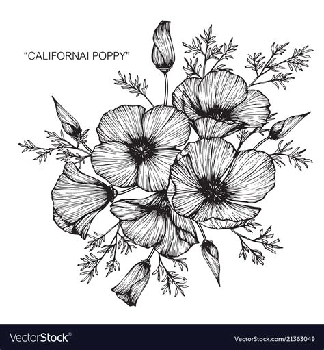 California Poppy Flower Drawing Royalty Free Vector Image