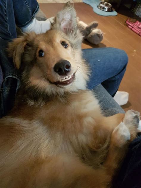 Cette Communaut En Ligne Partage Les Photos De Chiens Les