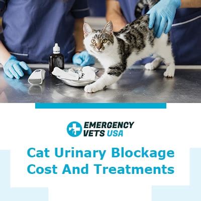 If your cat has a urinary blockage, however, you need to get your cat to a veterinarian. Cat Urinary Blockage Causes, Surgery Costs And Treatments