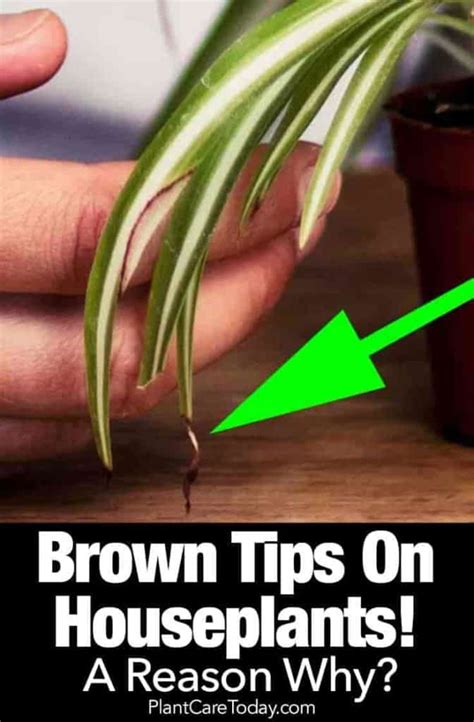 Brown Tips On Houseplants Leaves A Reason Why Plant Care