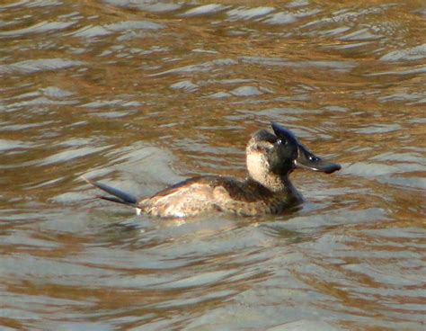 Ruddy Duck Hen Baltimore Md December 2010 With Muddied F Jmc