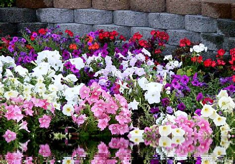 This blog is to share god's love for you, the beauty of life and the gift of eternal mercy, grace and hope we have within jesus <3 photos not my own unless noted <3 you are loved!! Pink Reflection... | Flowers reflected in cool spring ...