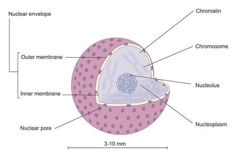 Check spelling or type a new query. Animal Cell - The Definitive Guide | Biology Dictionary