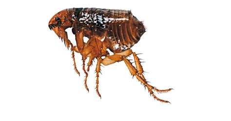 Know Your Flea Facts
