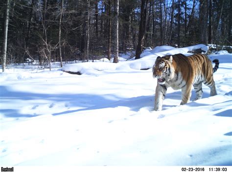 Siberian Tiger Tracking Tour To Russia Royle Safaris 5 Mammal