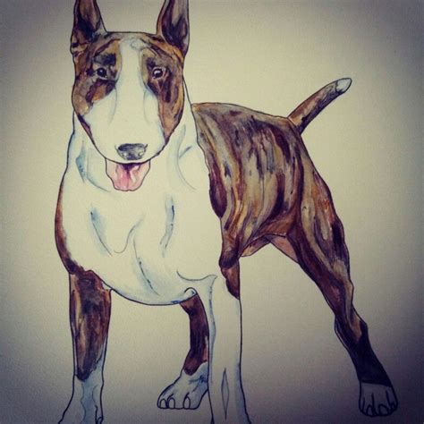 Watercolour By Marta Jakuć Jasicka Mini Bull Terriers Bull Terrier