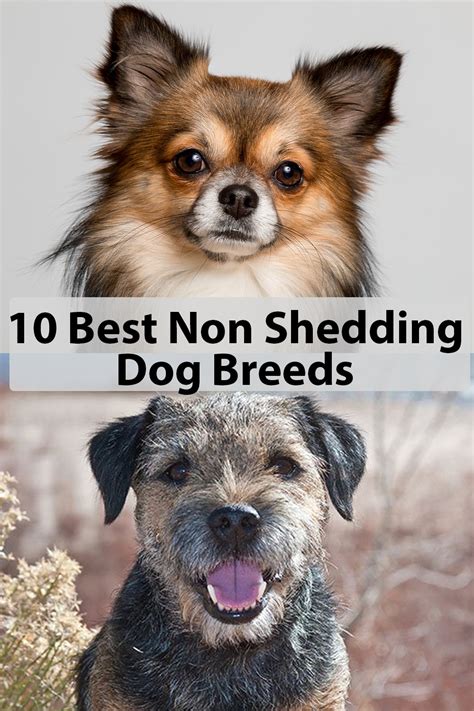 10 Best Small Non Shedding Dog Breeds Best Small Dogs Non Shedding