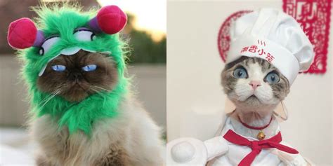 These Cat Halloween Costumes Are So Cute Halloween Cat Cat Halloween