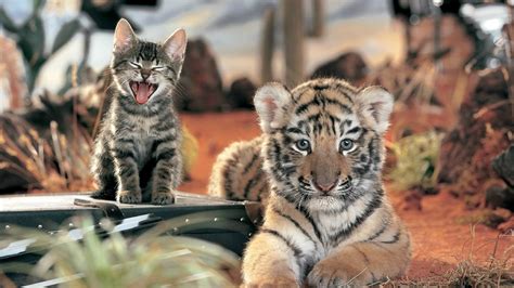 Gray Kitten And Tiger Cub Focus Photo Hd Wallpaper Wallpaper Flare