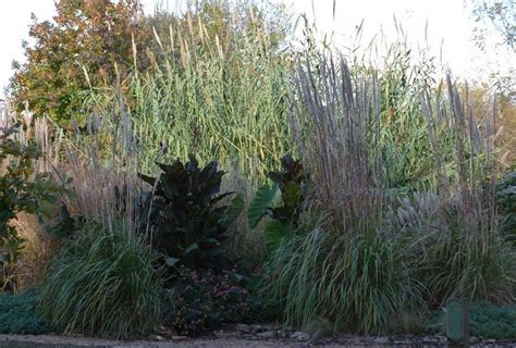 2022 Learn To Grow In The Garden Series Ornamental Grasses Daylilies And English Gardens