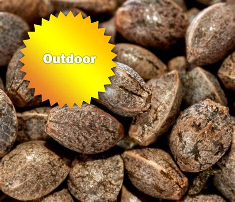 Outdoor Cannabis Seeds For Sale Online Best Bud Seeds