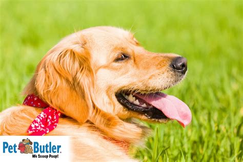 Allergy Season Symptoms And Treatment For Allergies In Dogs
