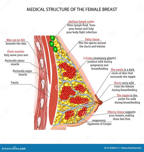 Anatomy Of The Female Breast Stock Vector Image