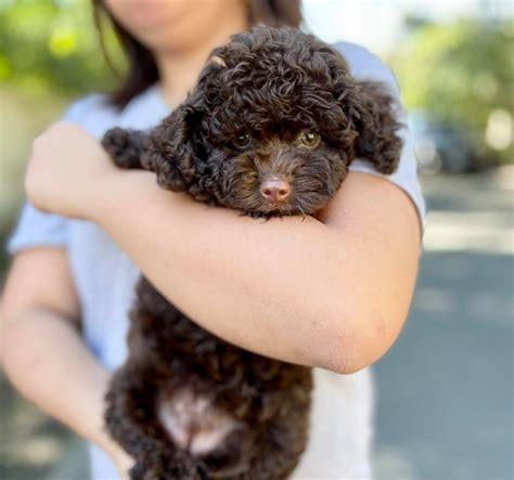 Female Chocolate Toy Poodle Sold Paws Avenue Philippines