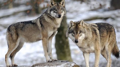 Study Reveals The Wolf Within Your Pet Dog Bbc News