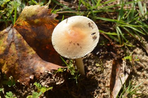 Gilled Mushrooms Of Southern Alabama Earths Natural Solutions